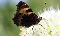 St. Thomas Butterfly Farm